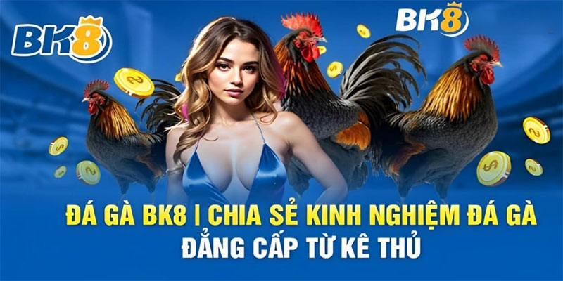 Những lý do nên lựa chọn Đá gà BK8 để tham gia cá cược